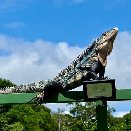 An Abundance Of Wildlife At Jungle Glory Home Abajo Manuel Antonio Zewnętrze zdjęcie