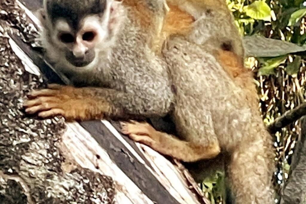 An Abundance Of Wildlife At Jungle Glory Home Abajo Manuel Antonio Zewnętrze zdjęcie