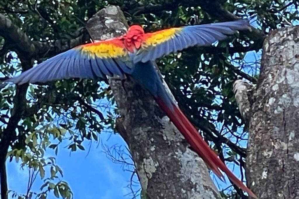 An Abundance Of Wildlife At Jungle Glory Home Abajo Manuel Antonio Zewnętrze zdjęcie