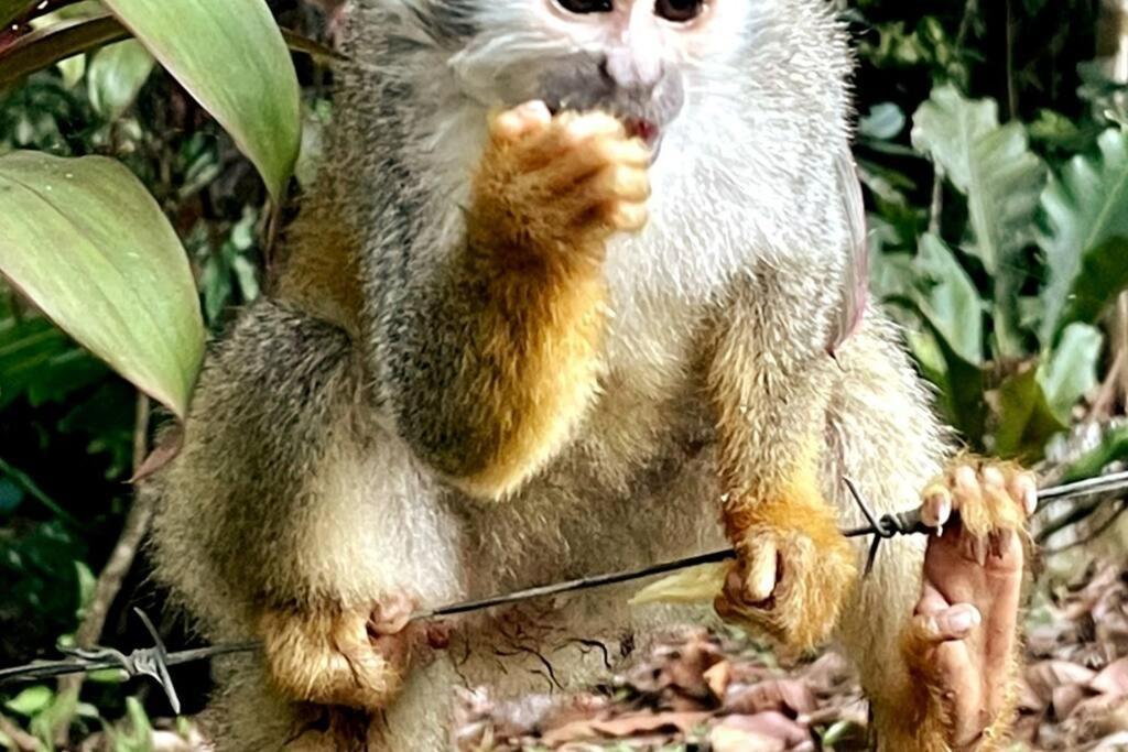 An Abundance Of Wildlife At Jungle Glory Home Abajo Manuel Antonio Zewnętrze zdjęcie
