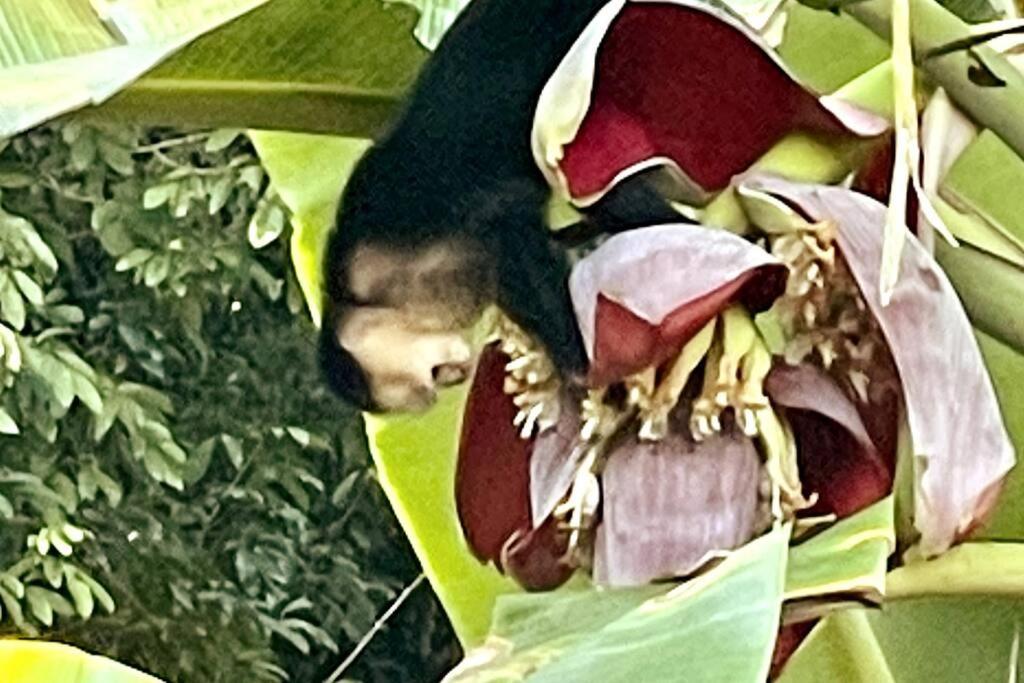 An Abundance Of Wildlife At Jungle Glory Home Abajo Manuel Antonio Zewnętrze zdjęcie