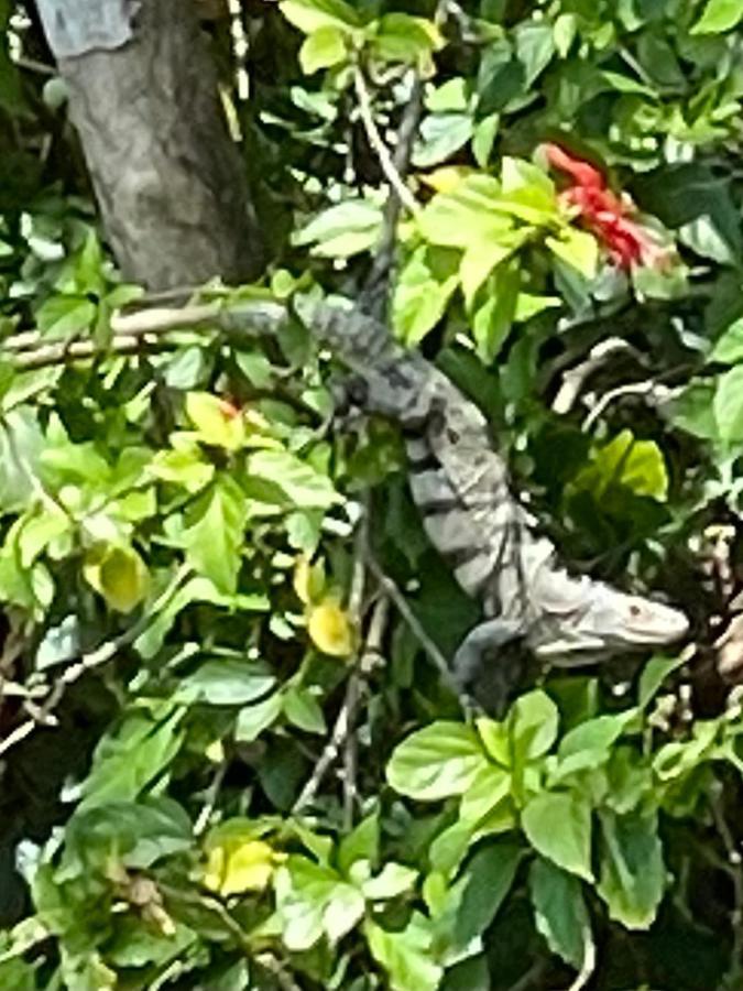 An Abundance Of Wildlife At Jungle Glory Home Abajo Manuel Antonio Zewnętrze zdjęcie