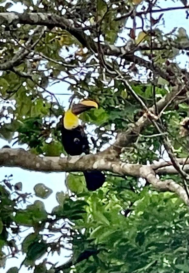 An Abundance Of Wildlife At Jungle Glory Home Abajo Manuel Antonio Zewnętrze zdjęcie