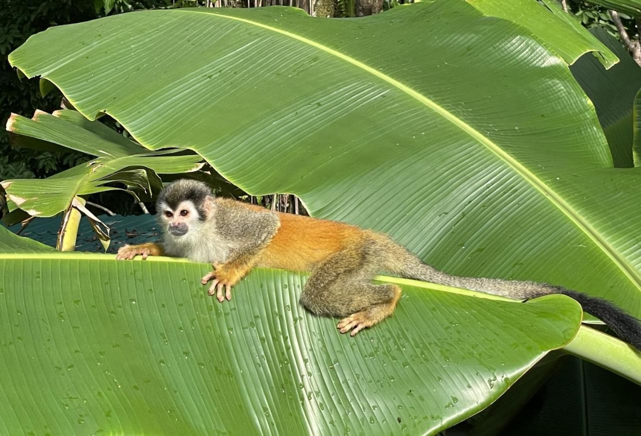 An Abundance Of Wildlife At Jungle Glory Home Abajo Manuel Antonio Zewnętrze zdjęcie