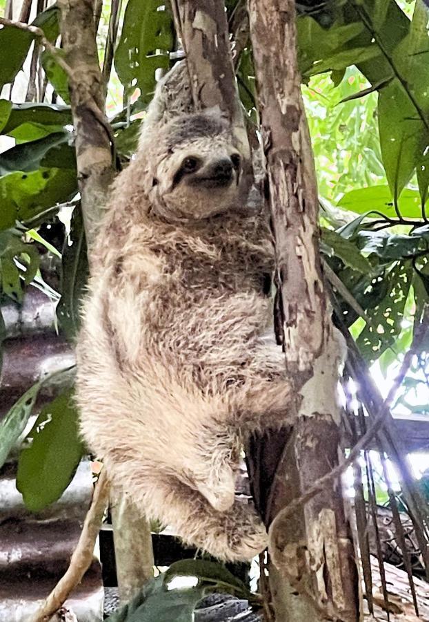 An Abundance Of Wildlife At Jungle Glory Home Abajo Manuel Antonio Zewnętrze zdjęcie