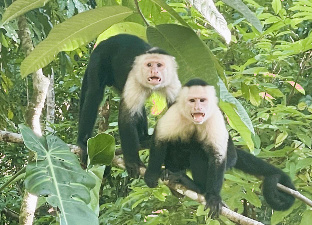 An Abundance Of Wildlife At Jungle Glory Home Abajo Manuel Antonio Zewnętrze zdjęcie