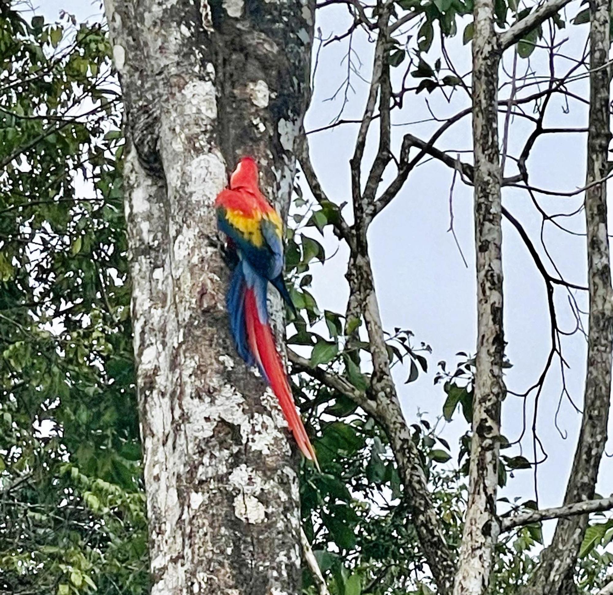 An Abundance Of Wildlife At Jungle Glory Home Abajo Manuel Antonio Zewnętrze zdjęcie