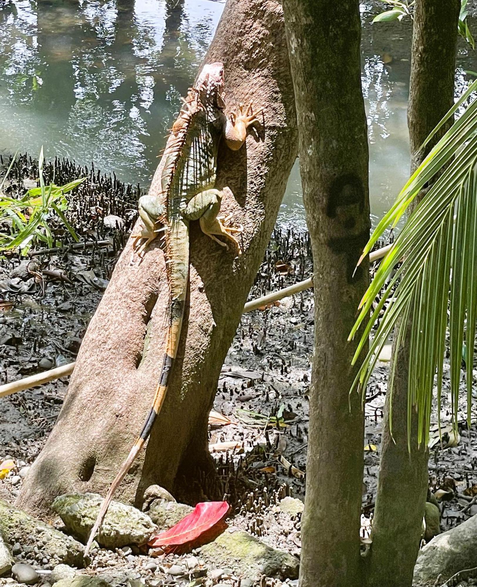 An Abundance Of Wildlife At Jungle Glory Home Abajo Manuel Antonio Zewnętrze zdjęcie