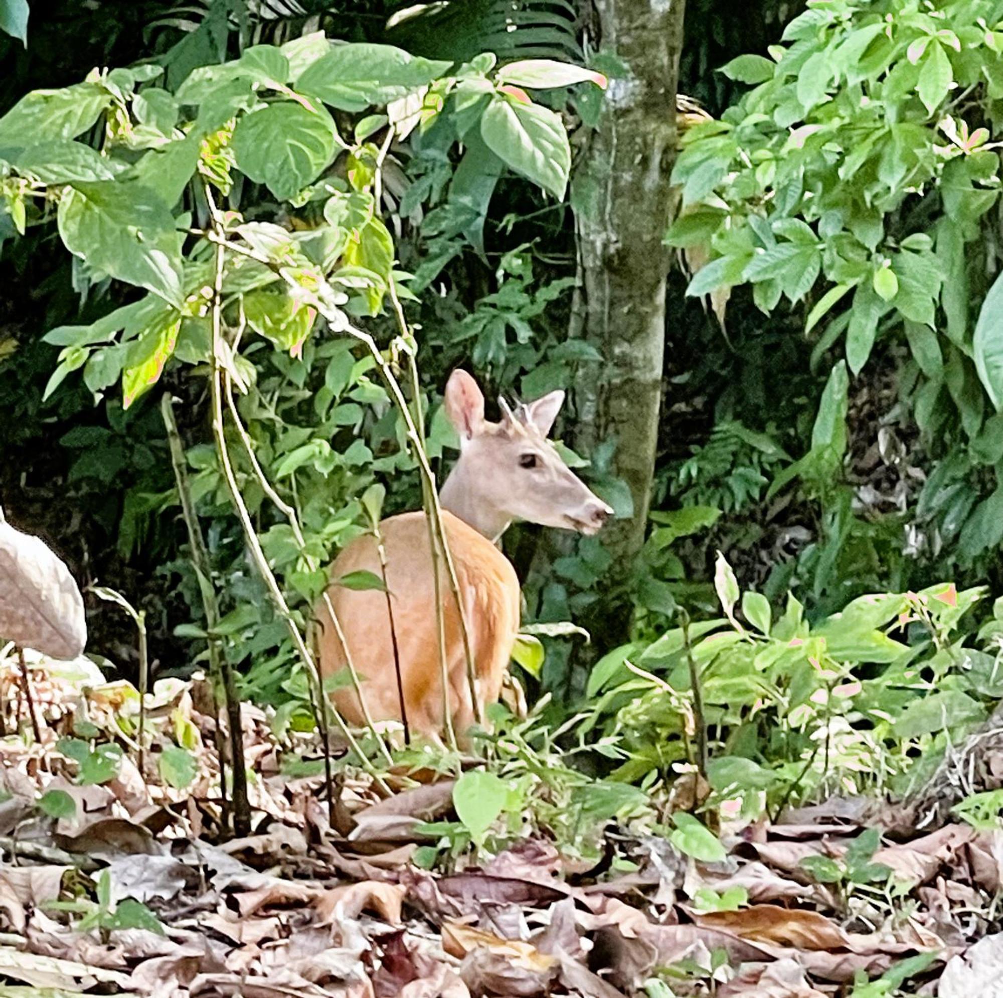 An Abundance Of Wildlife At Jungle Glory Home Abajo Manuel Antonio Zewnętrze zdjęcie