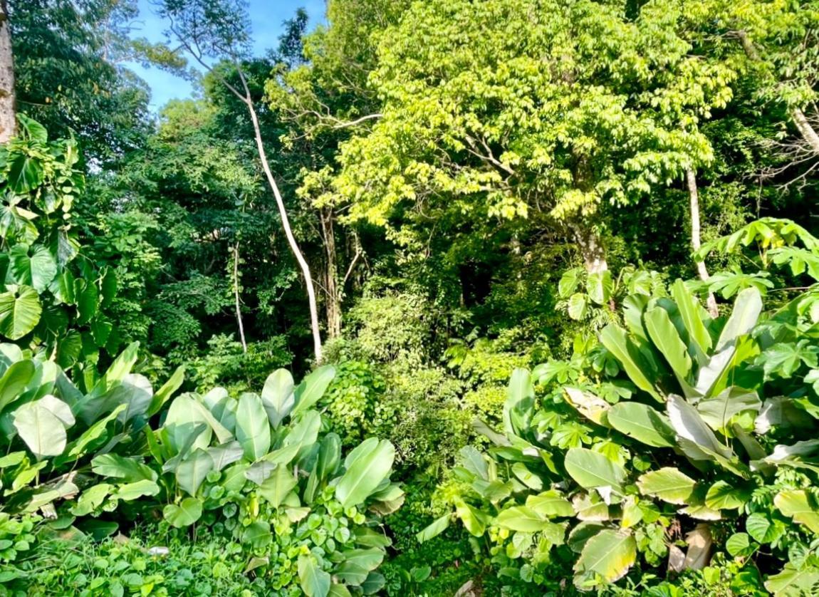 An Abundance Of Wildlife At Jungle Glory Home Abajo Manuel Antonio Zewnętrze zdjęcie
