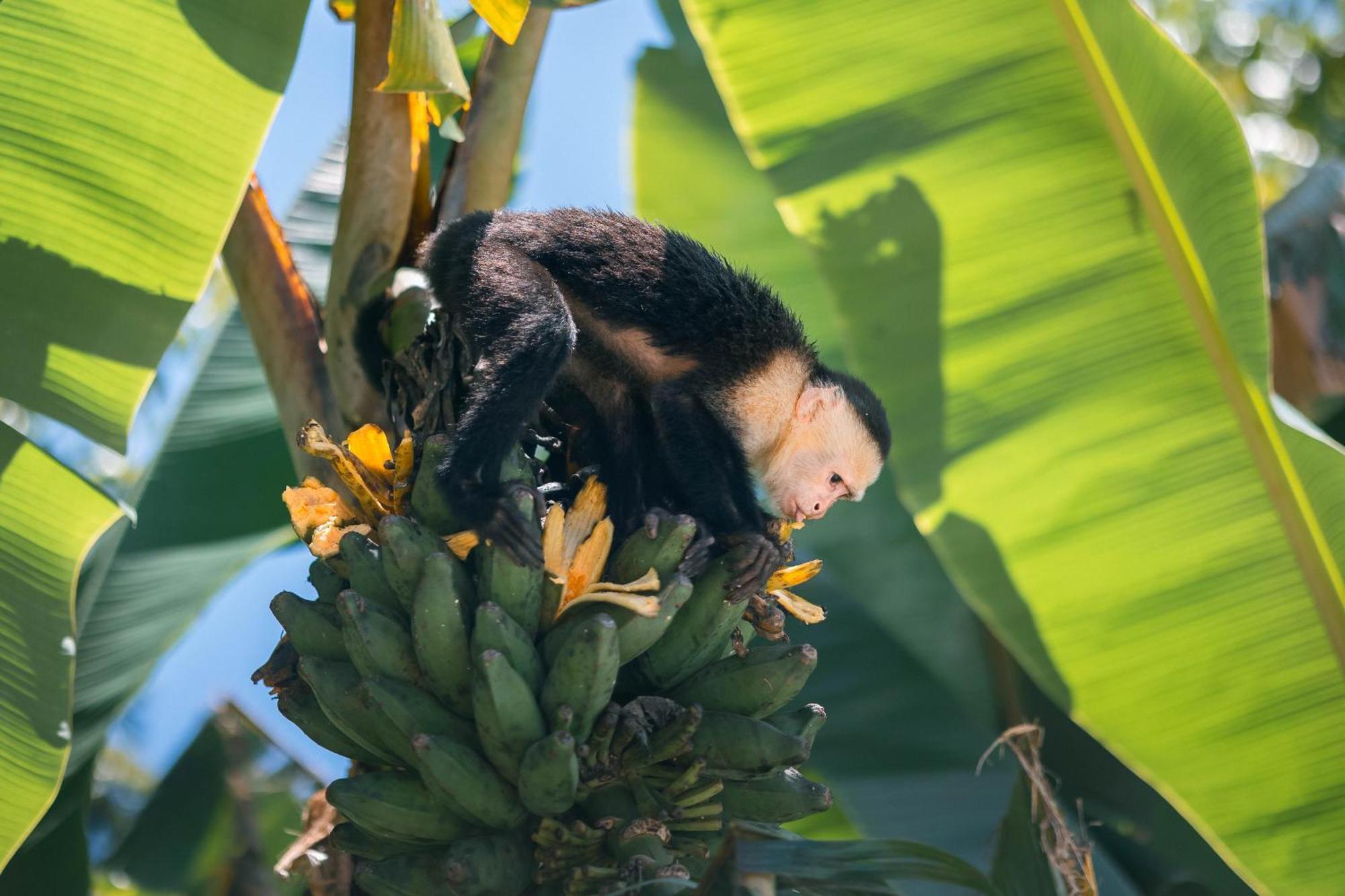 An Abundance Of Wildlife At Jungle Glory Home Abajo Manuel Antonio Zewnętrze zdjęcie