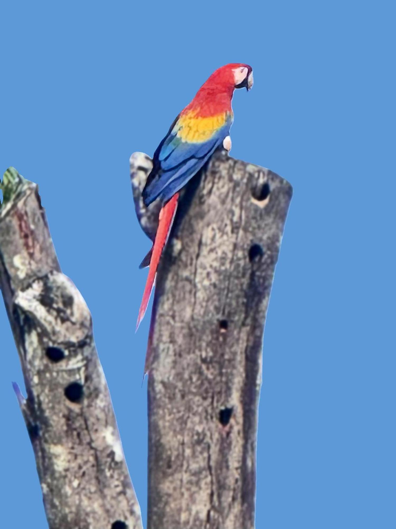 An Abundance Of Wildlife At Jungle Glory Home Abajo Manuel Antonio Zewnętrze zdjęcie