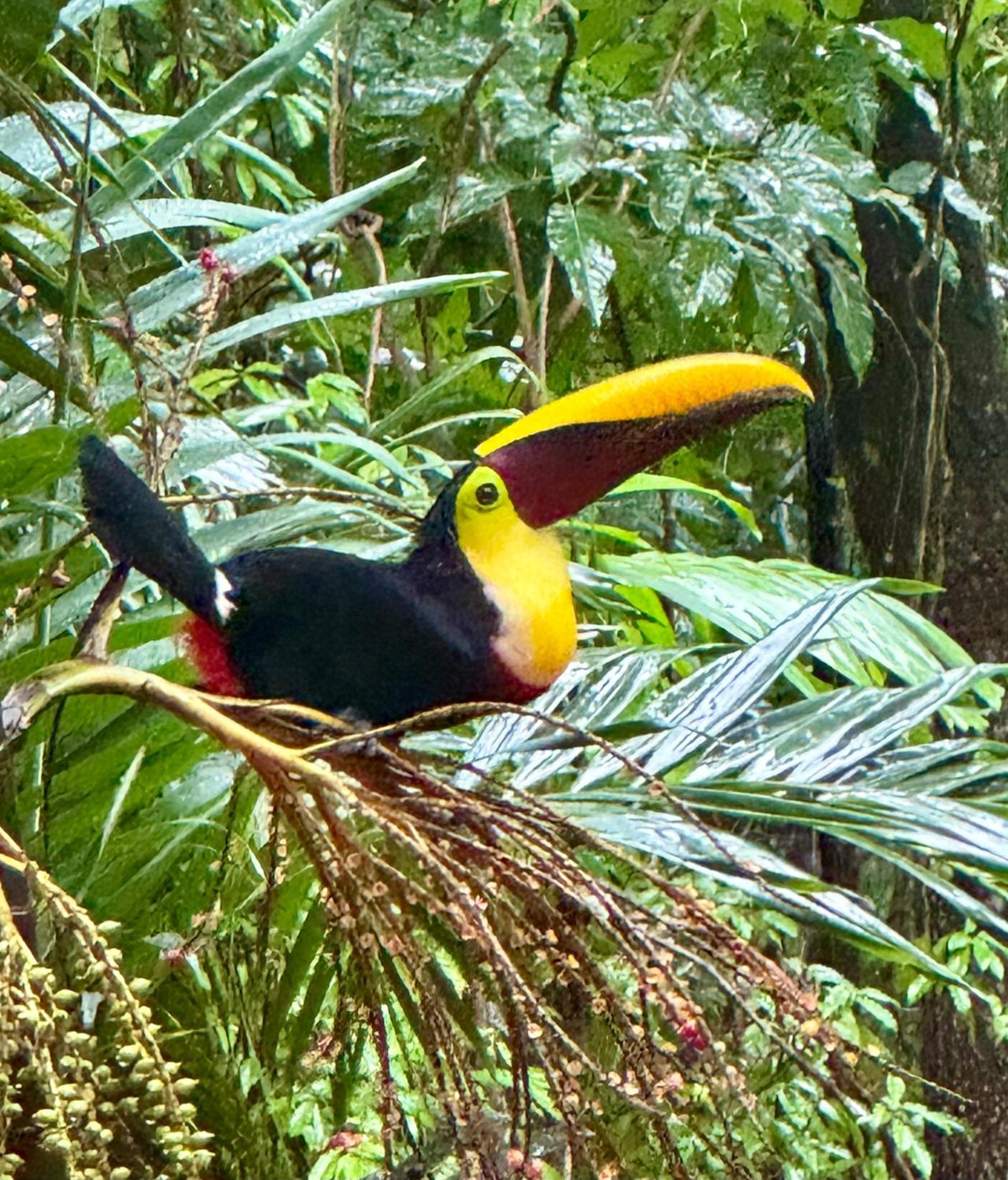 An Abundance Of Wildlife At Jungle Glory Home Abajo Manuel Antonio Zewnętrze zdjęcie